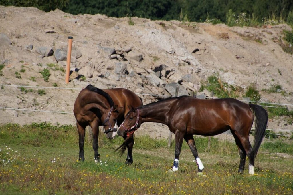 Do Horses Get Lonely Equestlife