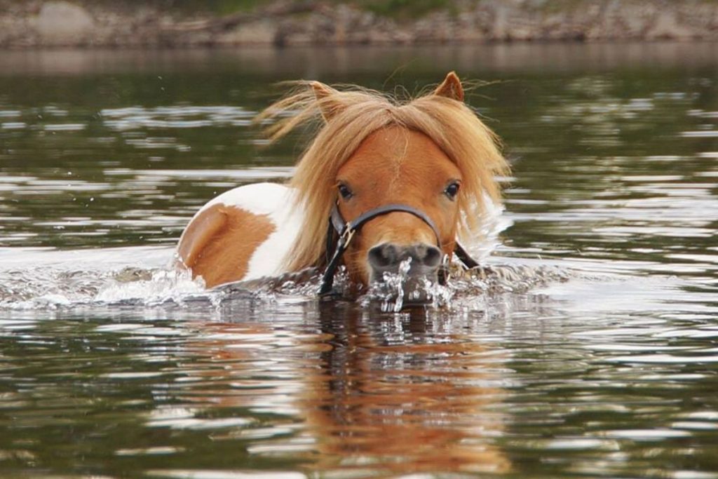 Horse & Swimming Can They, & Should They