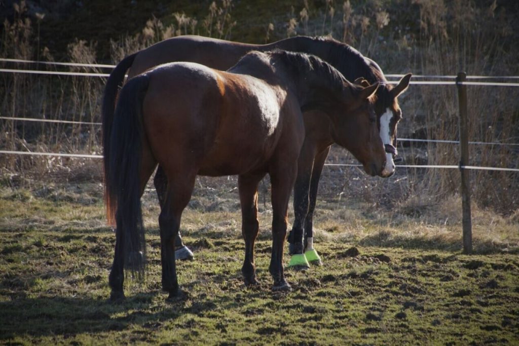 Do Horses Get Lonely Equestlife