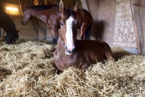 Can-a-Horse-Eat-Too-Much-Hay_