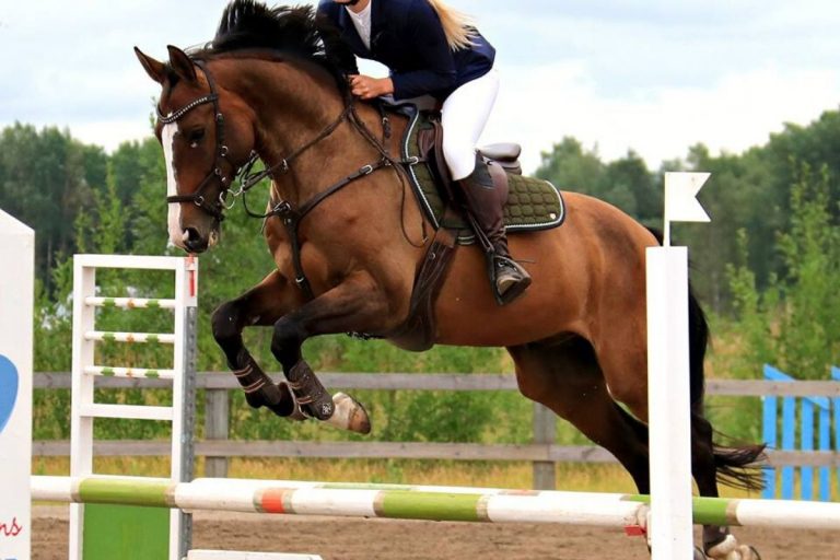 How To Measure Horse Jumps Equestlife how-to-measure-horse-jumps-equestlife