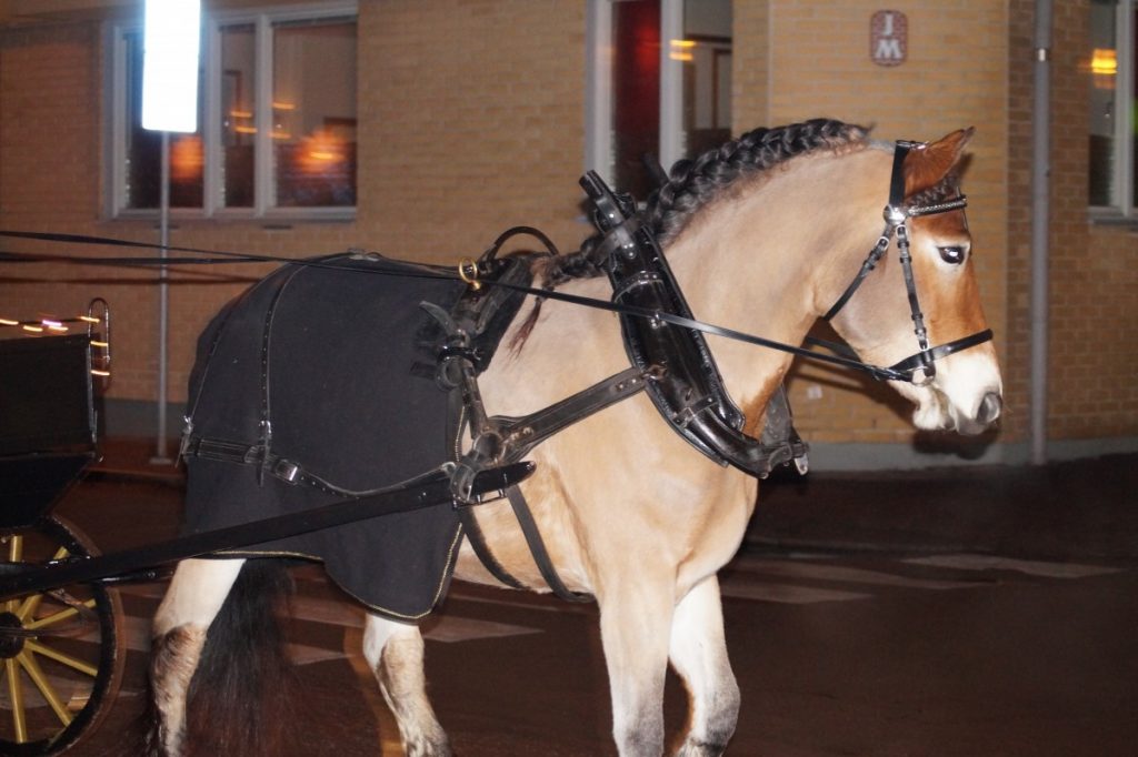 Do Horses Mind Pulling Carriages? Is It Cruel? – Equestlife