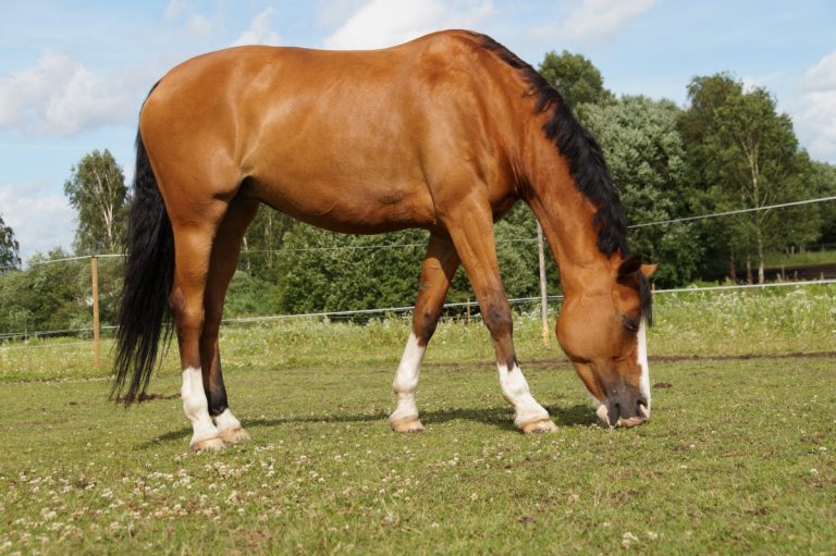 What to Do If a Horse Eats Too Much