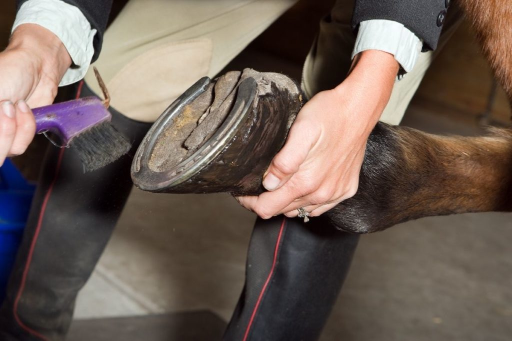 how-often-should-you-trim-your-horses-feet-equestlife