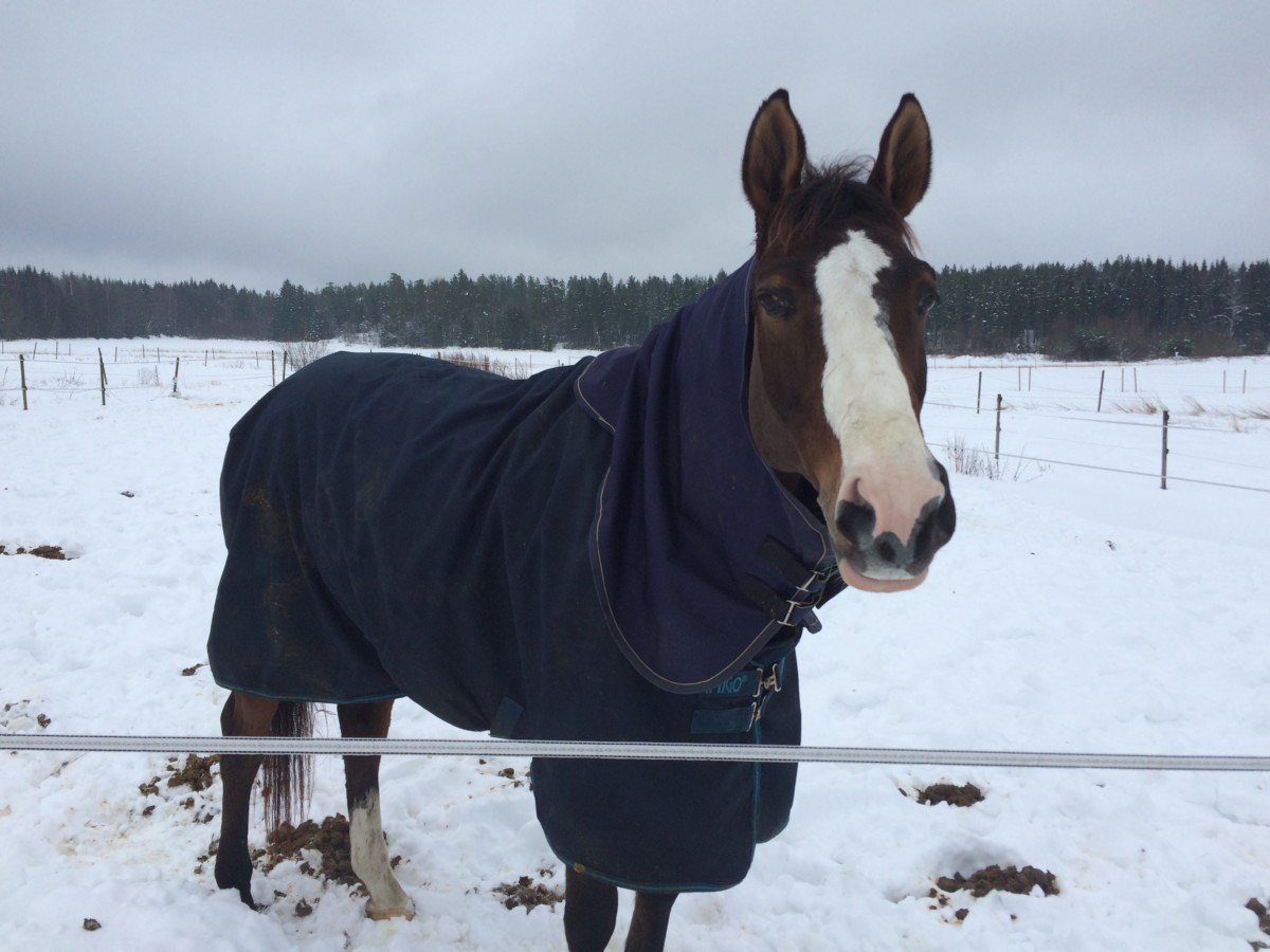 Why Do Horses Wear Blankets in the Summer? Equestlife